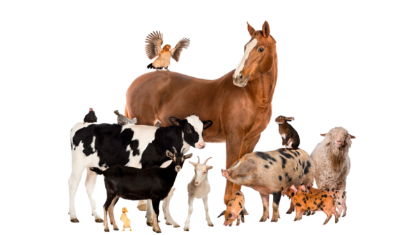 Productos veterinarios de alta calidad para el agro, mascotas y ganadería