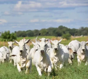 Desparasitación de Vacas en colombia