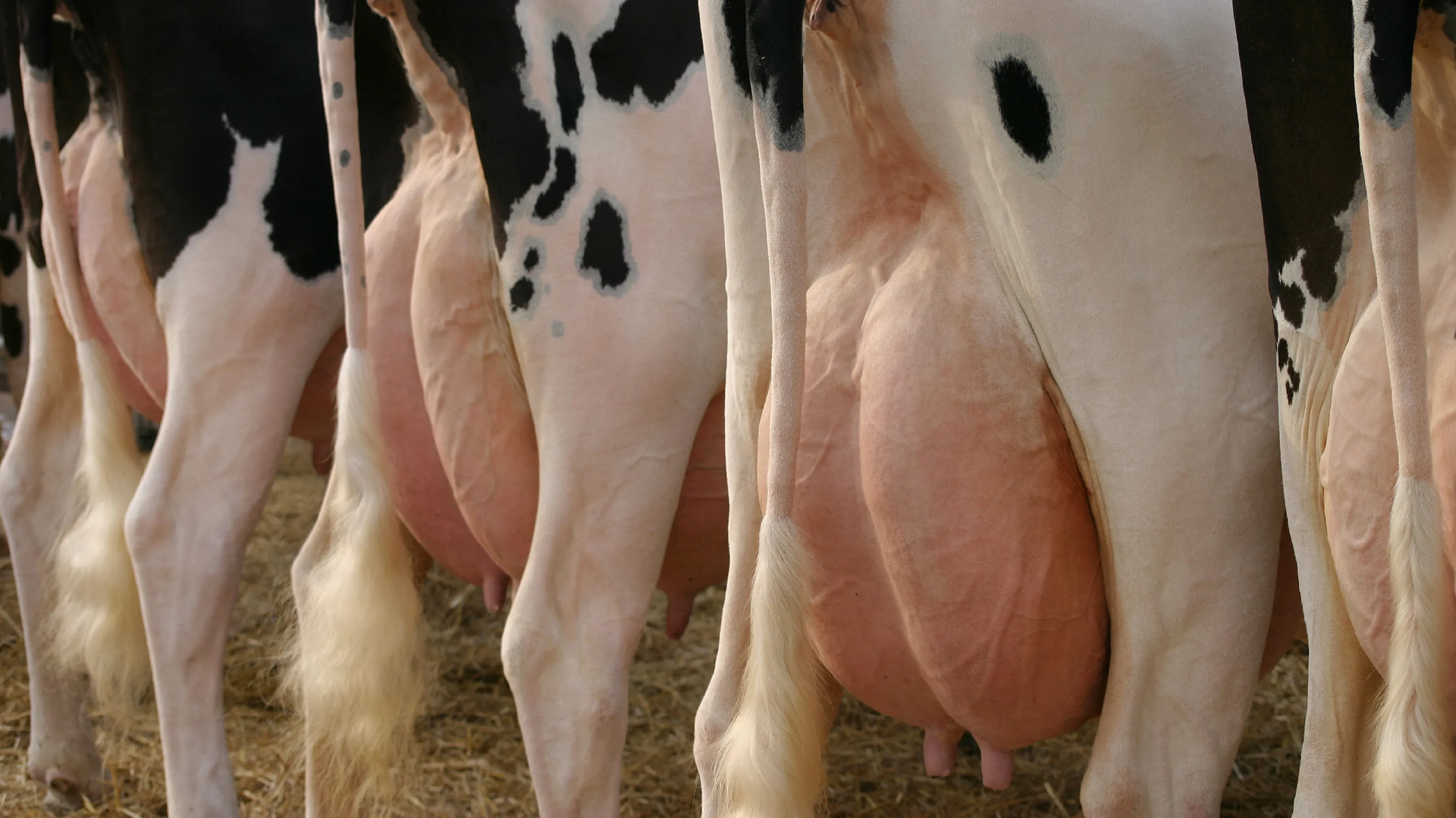 Cómo prevenir la mastitis en el ganado: Consejos prácticos para el cuidado integral de la ubre