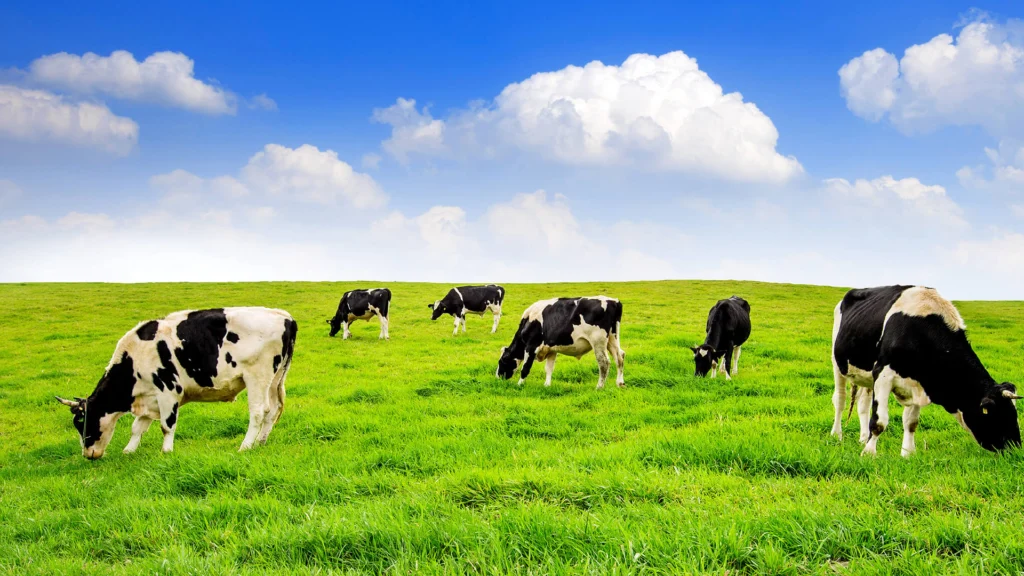 Cómo prevenir la mastitis en el ganado lechero: Consejos prácticos para el cuidado integral de la ubre