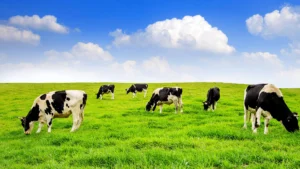 Cómo prevenir la mastitis en el ganado lechero: Consejos prácticos para el cuidado integral de la ubre