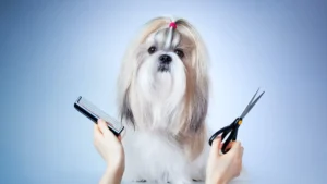 Cómo cuidar la piel y pelo de mi perro