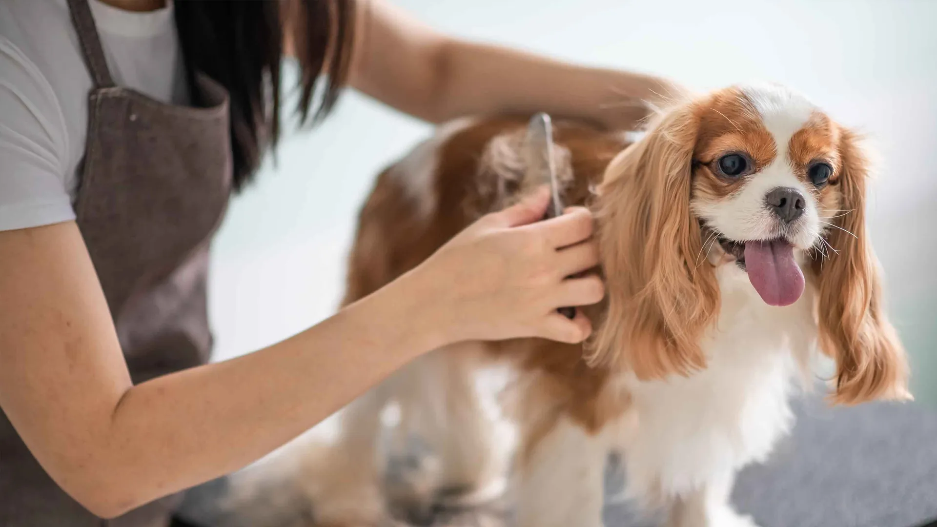 Cómo cuidar la piel y pelo de mi perro: Consejos esenciales