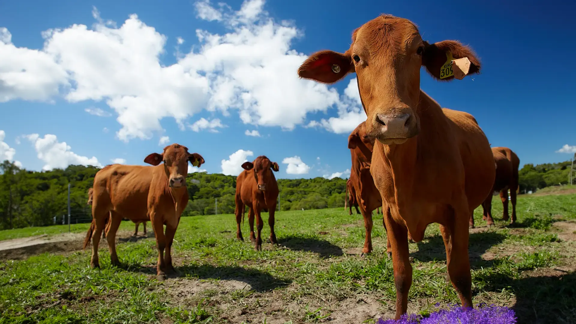 Qué es CLOZAVAL SUSPENSION y cómo funciona este desparasitante para ganado