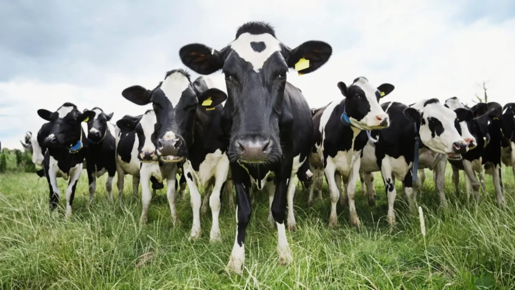 Tratamiento de Tripanosomiasis en Animales